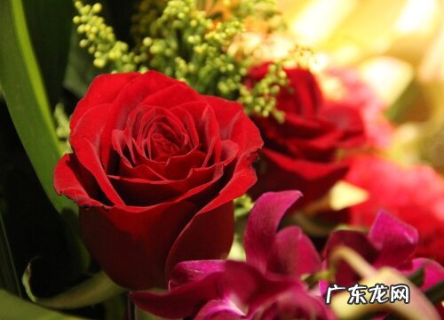 闺蜜订婚送什么花合适