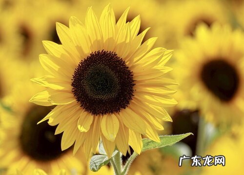 闺蜜订婚送什么花合适