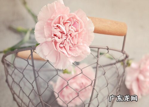 病人住院送什么花合适