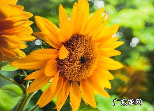 过生送什么花合适