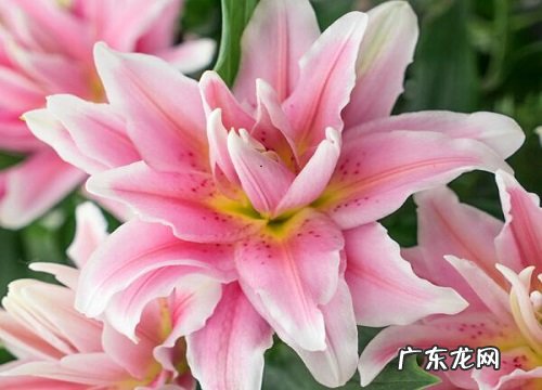 过生送什么花合适