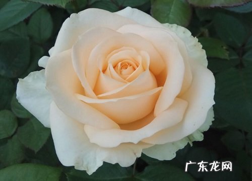 男朋友送什么花合适