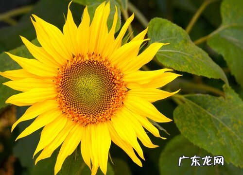 男朋友送什么花合适