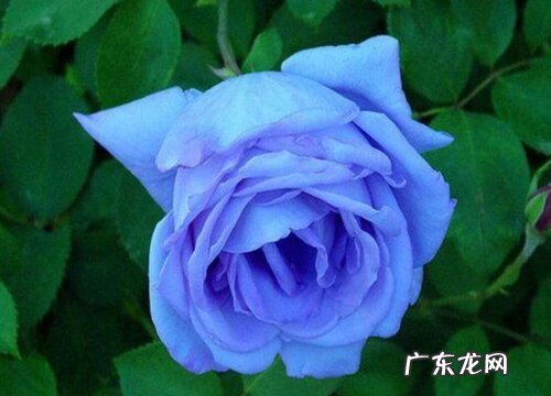 男朋友送什么花合适