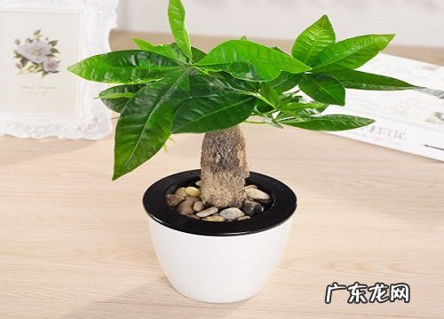 领导过生日送什么花合适