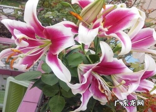 领导过生日送什么花合适