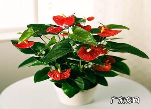 领导过生日送什么花合适