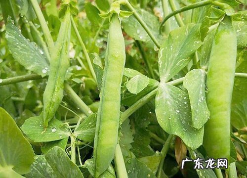 豌豆长什么样子