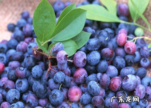 长春特产水果有哪些