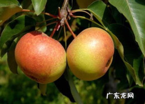 长春特产水果有哪些