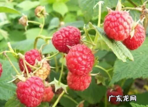 长春特产水果有哪些