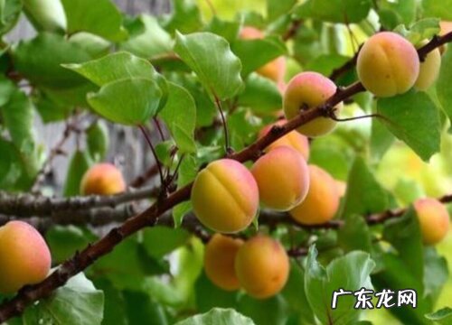 长春特产水果有哪些