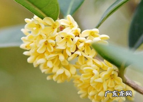 桂花长什么样子