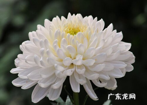 葬礼送什么花合适