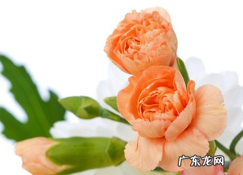 葬礼送什么花合适