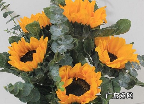 朋友送什么花合适