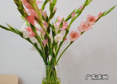朋友送什么花合适