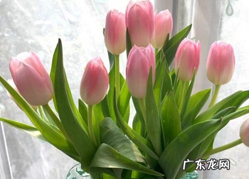 朋友送什么花合适