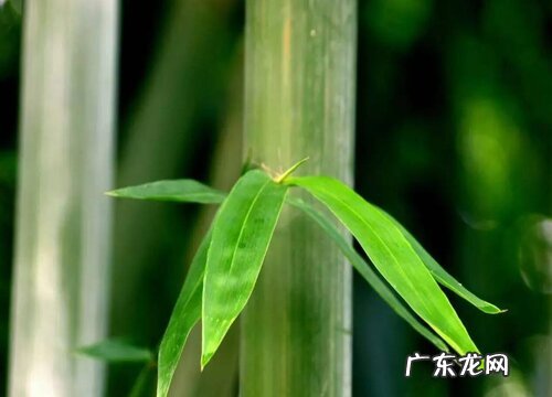 店铺可以种竹子吗