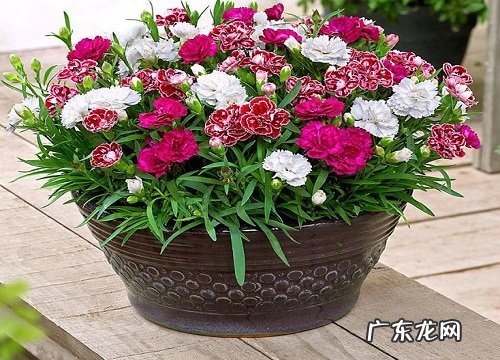 生小孩送什么花合适