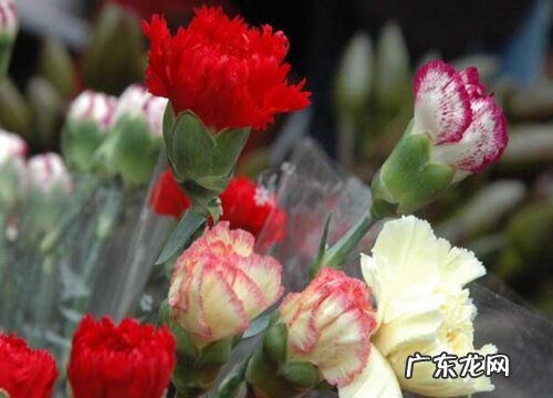 感恩节送什么花合适