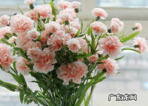 给病人送什么花合适