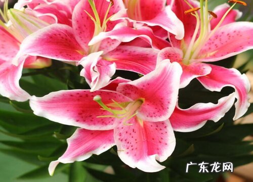 给病人送什么花合适