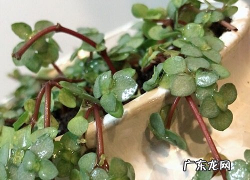 冷水花可以水培吗 水养方法和注意事项