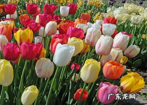 纪念日送什么花合适