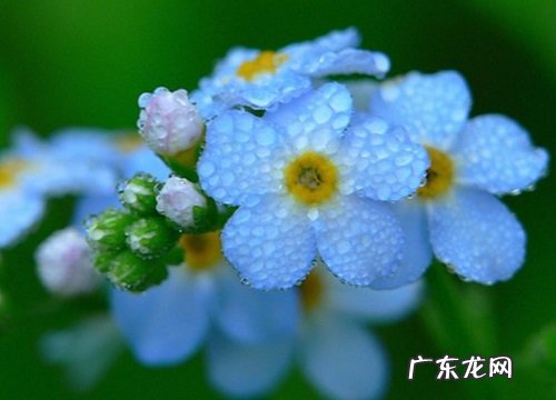 赔礼道歉送什么花合适