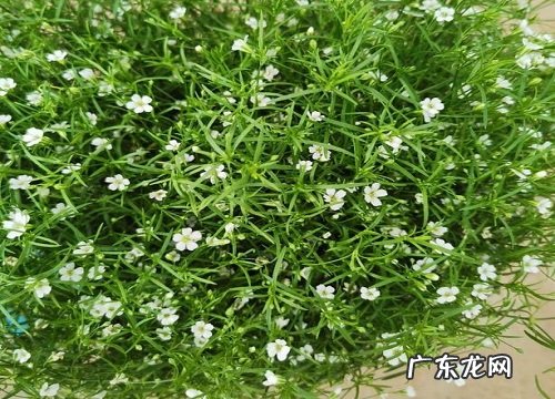 赔礼道歉送什么花合适