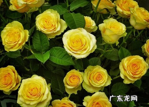 赔礼道歉送什么花合适