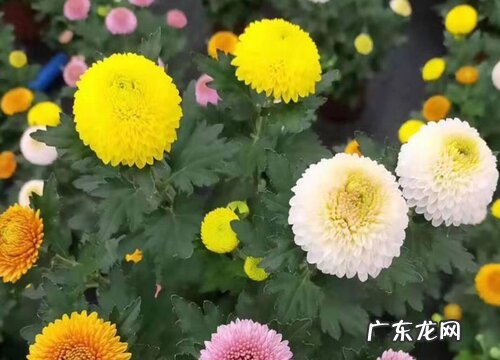球菊花期多久时间