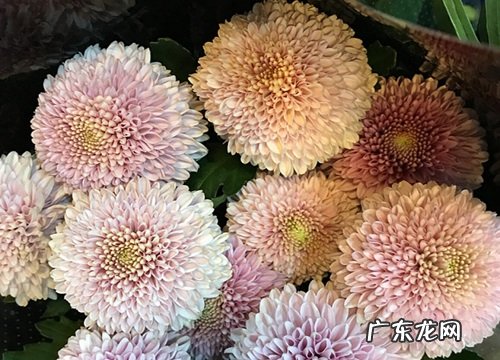 球菊花期多久时间