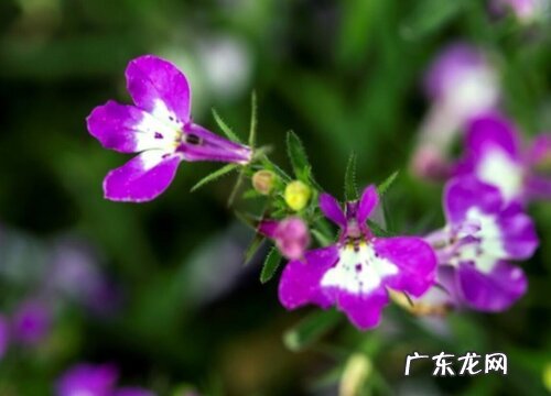 六倍利花期多久时间