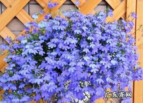 六倍利花期多久时间