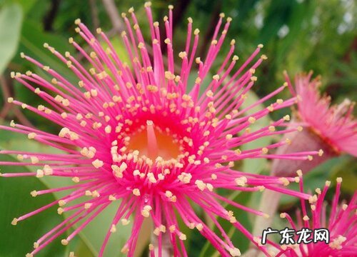 桉树花期多久时间