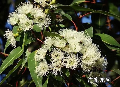 桉树花期多久时间