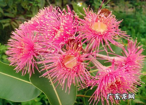 桉树花期多久时间