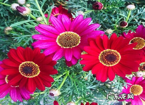 玛格丽特花期多久时间