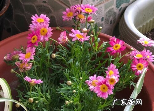 玛格丽特花期多久时间