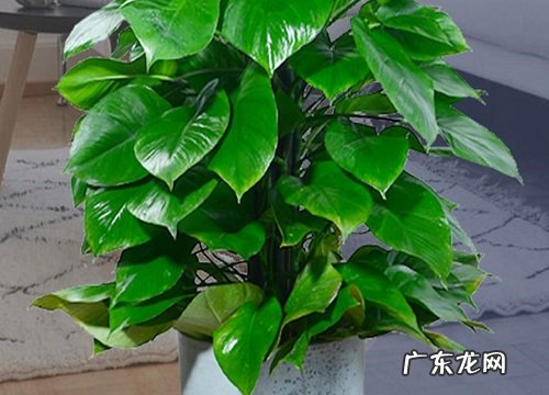 绿萝长什么样子