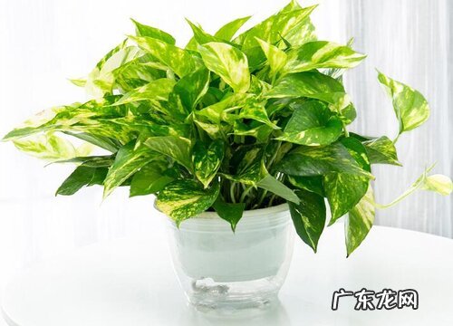 绿萝长什么样子