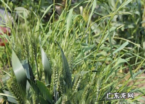 麦子的生长周期是多长时间