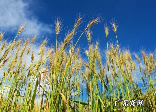 麦子的生长周期是多长时间