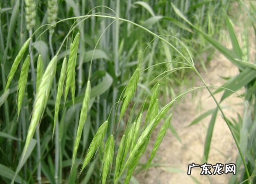 麦子的生长周期是多长时间