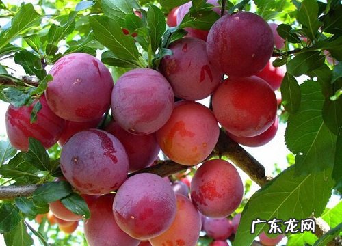 李子树长什么样子