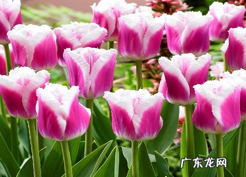 郁金香花期多久时间
