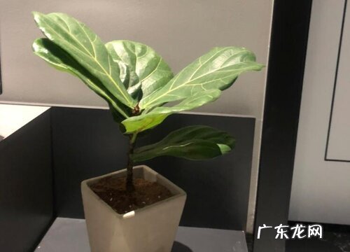 琴叶榕叶子白斑怎么办