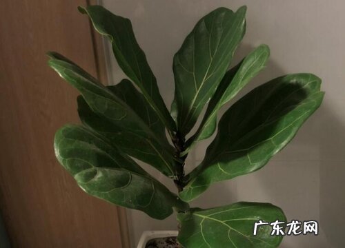 琴叶榕叶子白斑怎么办